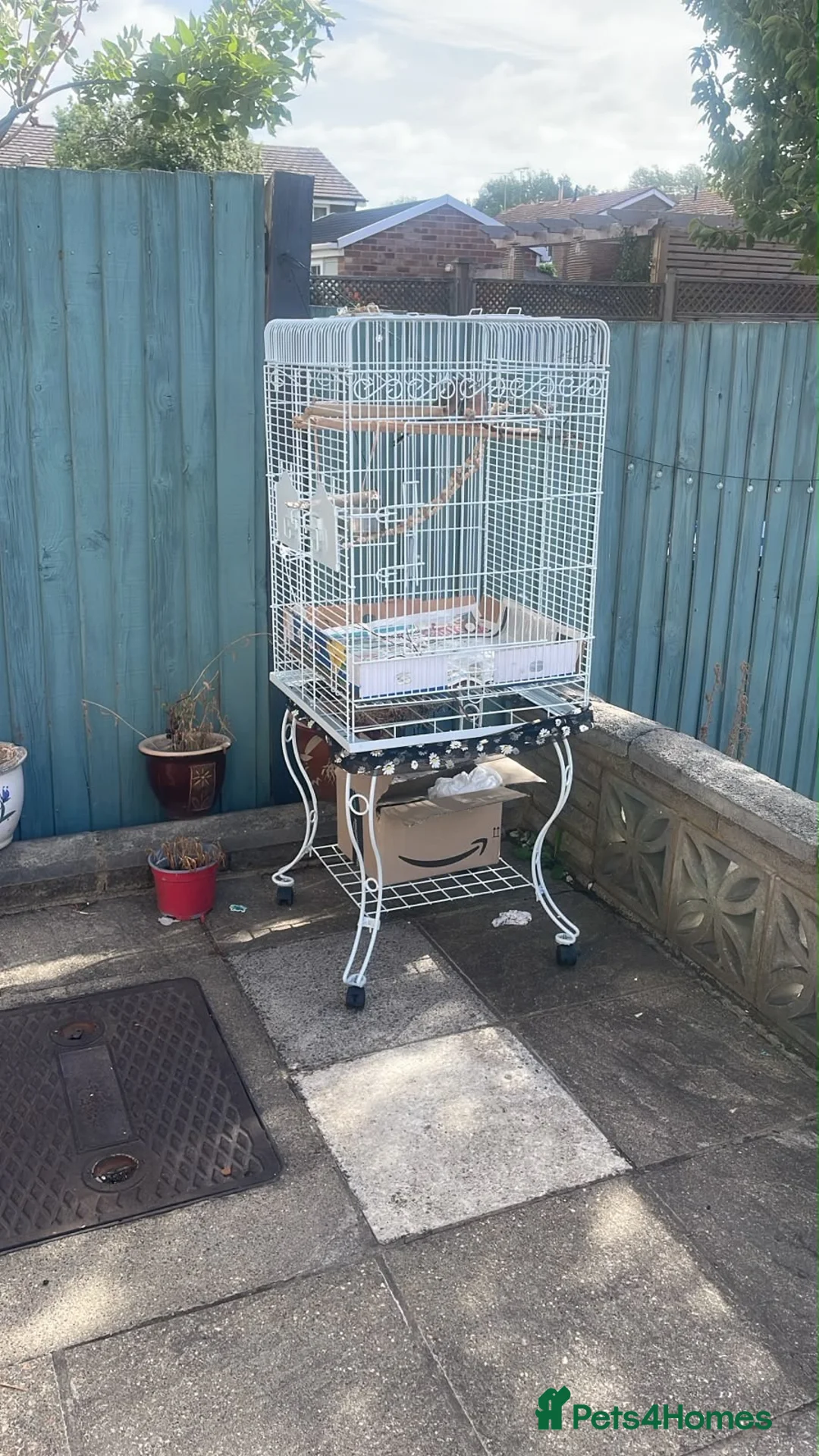 Parakeets birds for sale: bourke's parakeet in West Molesey - Advert 2