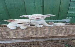 Chihuahua dogs for sale: CHIAHUAHUA PUPPYS - Image 4