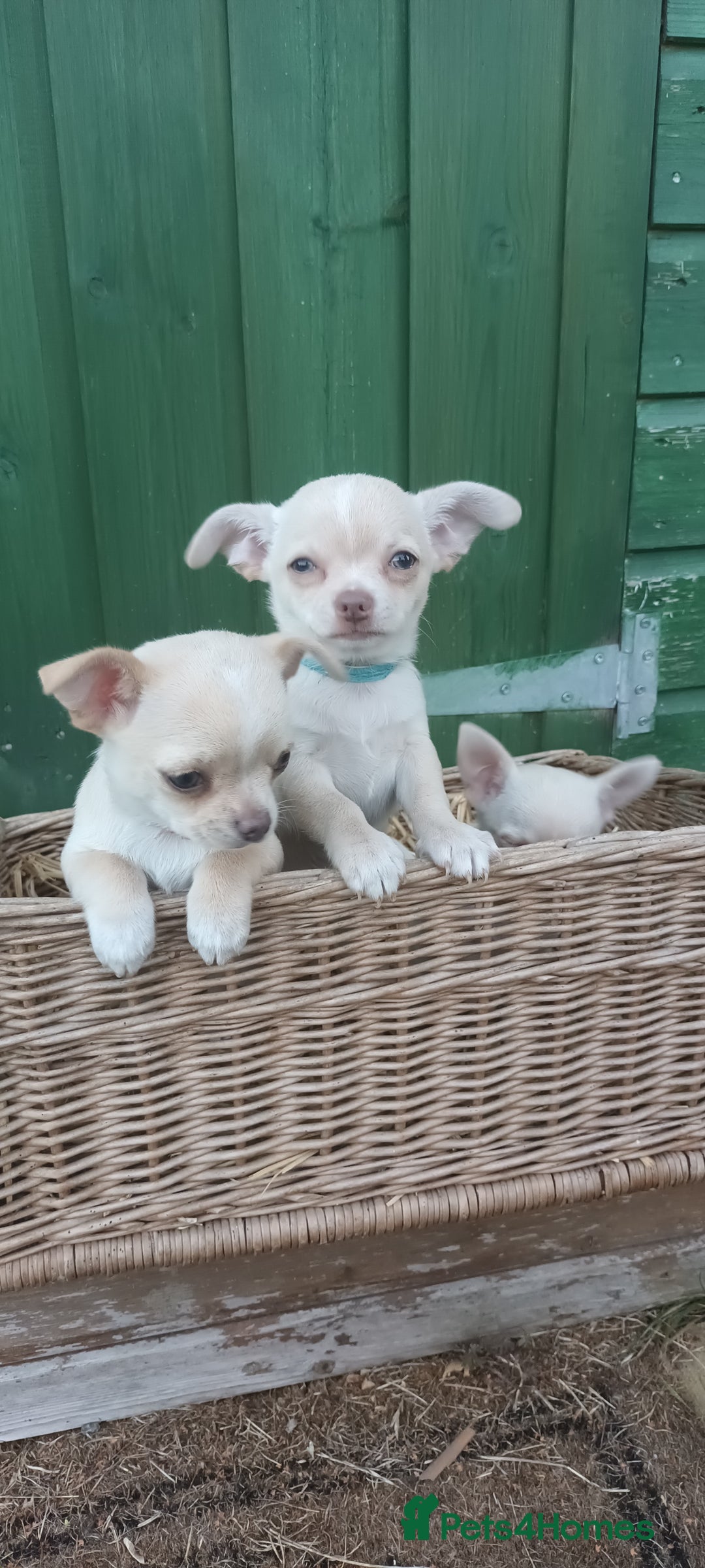 Chihuahua dogs for sale: CHIAHUAHUA PUPPYS - Image 4