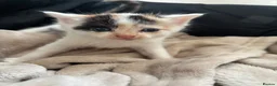 Mixed Breed cats for sale: Kittens for sale  - Advert 11