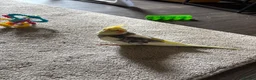 Cockatiels birds for sale: Beautiful 2 year old male cockatiel (Tikey) - Advert 5
