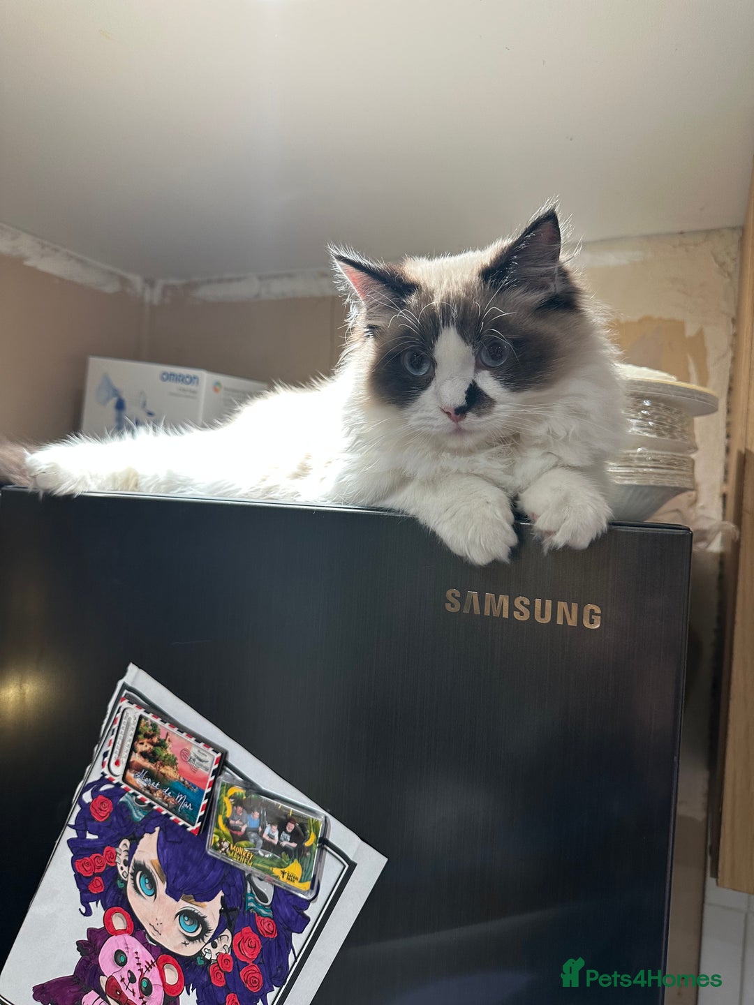 Ragdoll cats for sale: 2 brother ragdolls  - Image 6