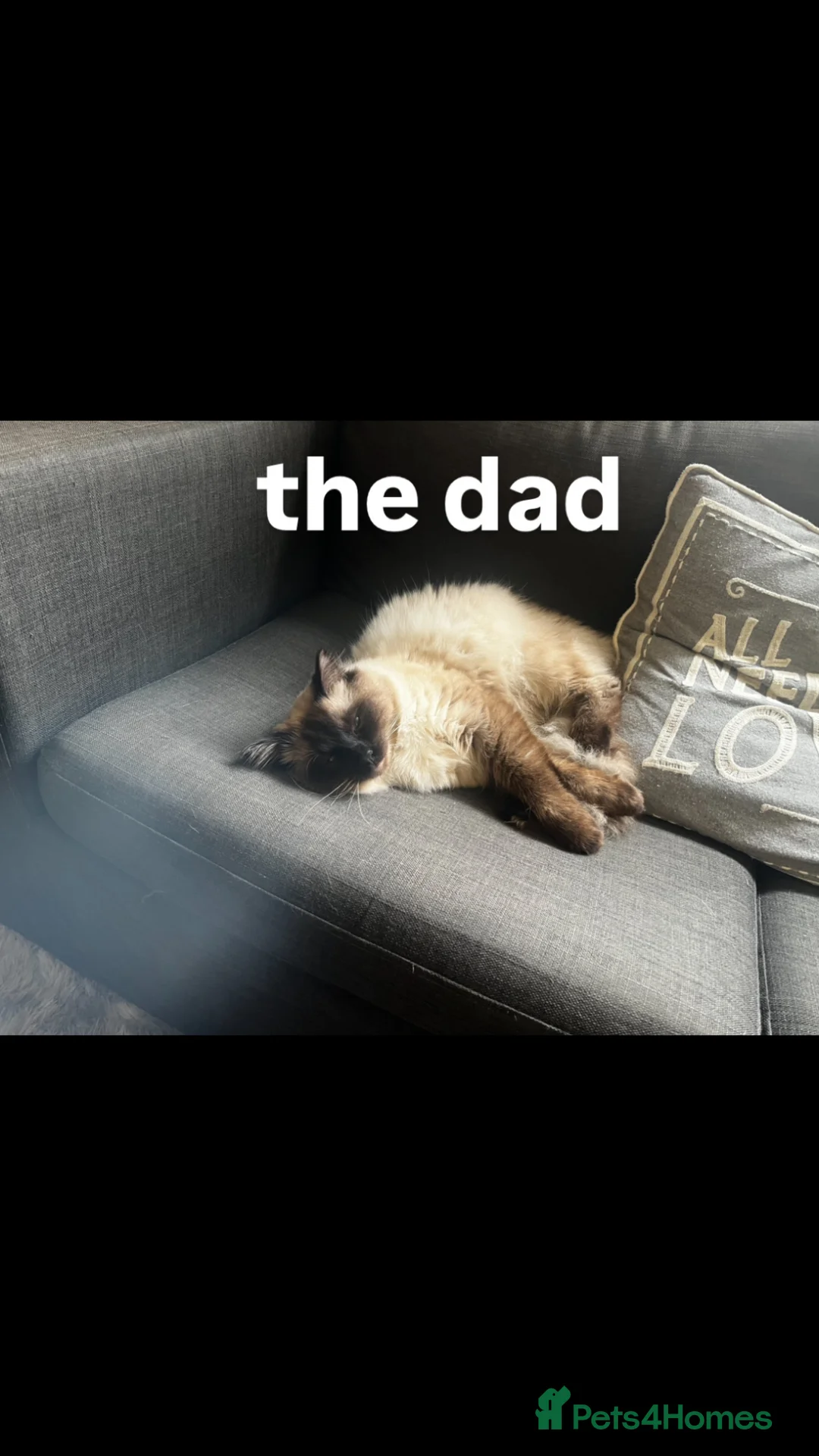 Ragdoll cats for sale: 5 gorgeous ragdoll mixed kittens - Advert 8