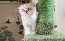 Munchkin cats for sale: Full pedigree munchkin kitten  - Image 3