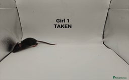 Rat rodents for sale: OCT: 32 Rats (7 Rats: 4 Boys, 3 Girls Left) - Advert 12