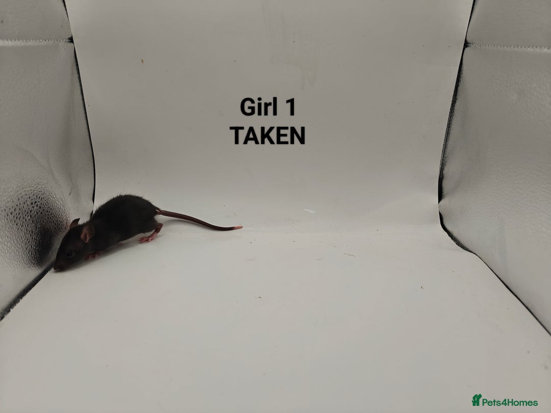 Rat rodents for sale: OCT: 32 Rats (7 Rats: 4 Boys, 3 Girls Left) - Advert 12