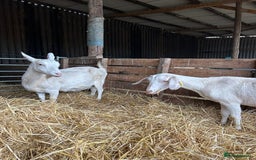 Goats livestock for sale: Saanen and Boer nanny’s  - Advert 2