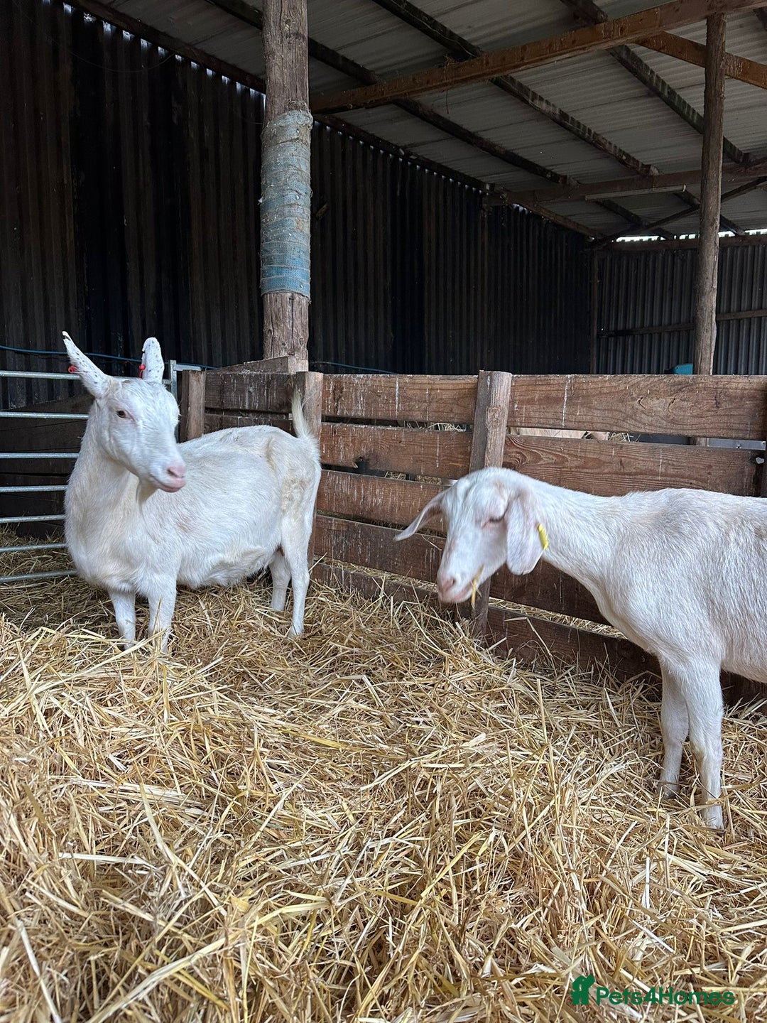 Goats livestock for sale: Saanen and Boer nanny’s  - Advert 2