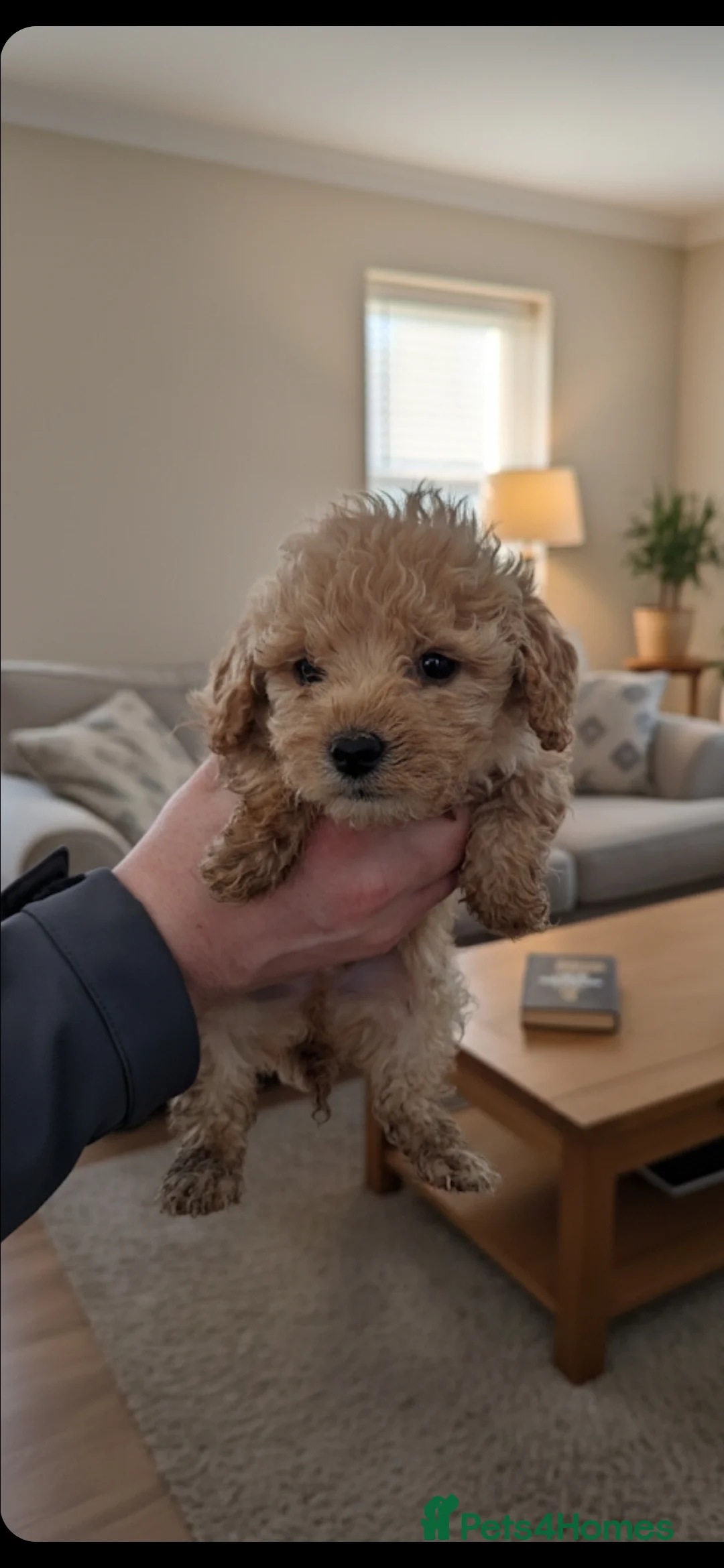 Cockapoo dogs for sale: Stunning cockapoo puppies! - Advert 6