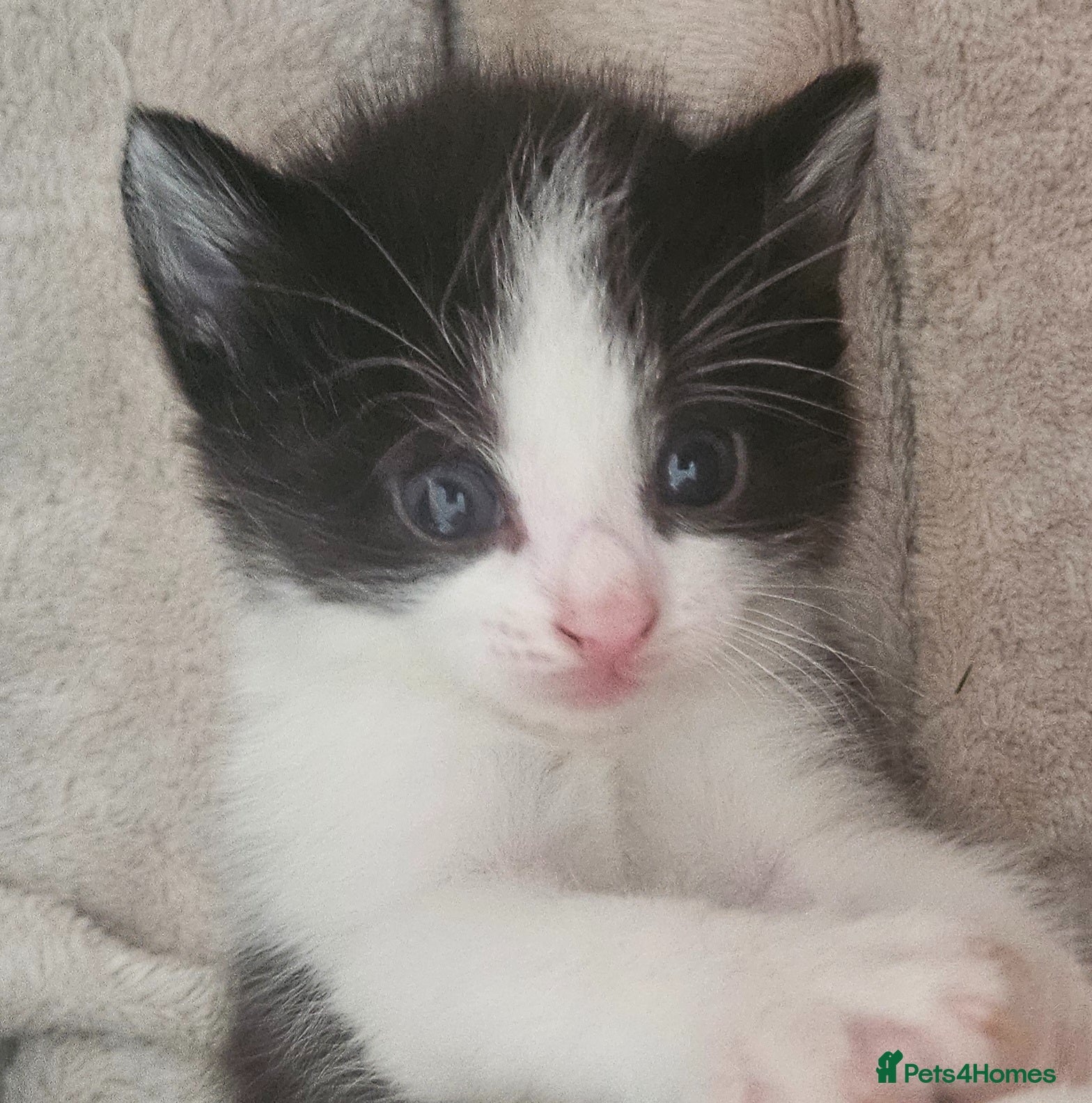 Mixed Breed cats Kittens - long hair - Advert 15