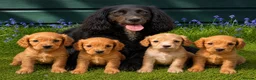 Cocker Spaniel dogs for sale: Stunning KC reg and fully health tested  - Advert 1