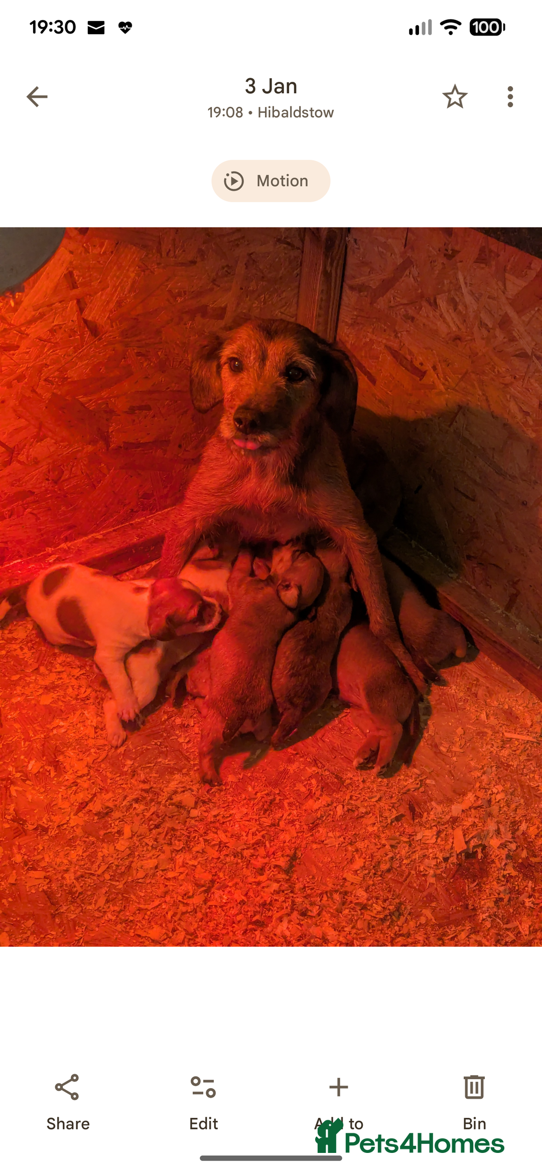 Mixed Breed dogs for sale: Boarder terrier x Jack Russell  - Advert 9