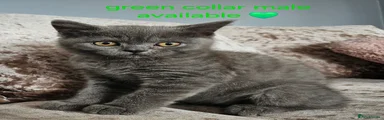 British Shorthair 1