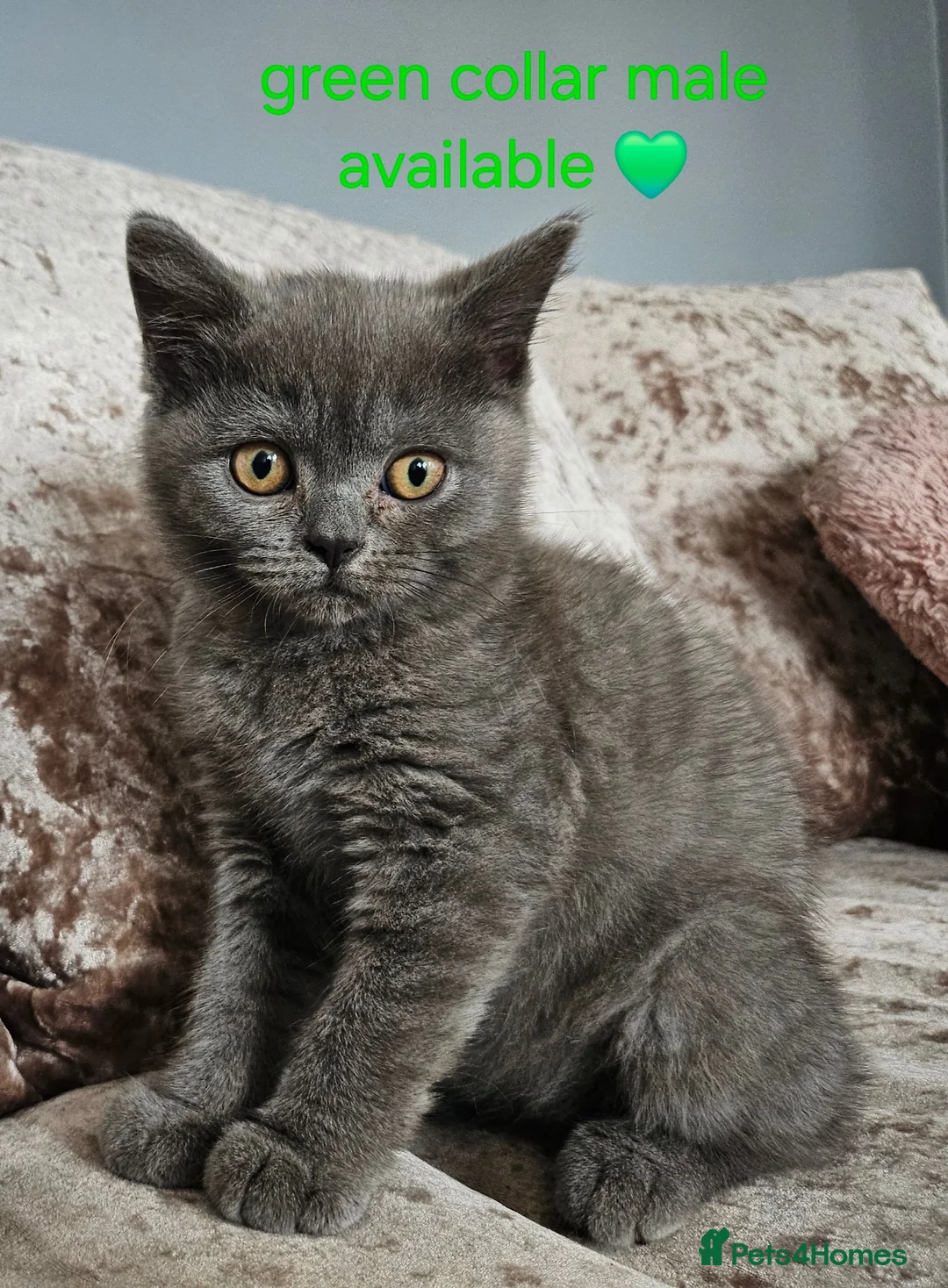 British Shorthair cats for sale: British shorthair kittens READY NOW - Advert 2