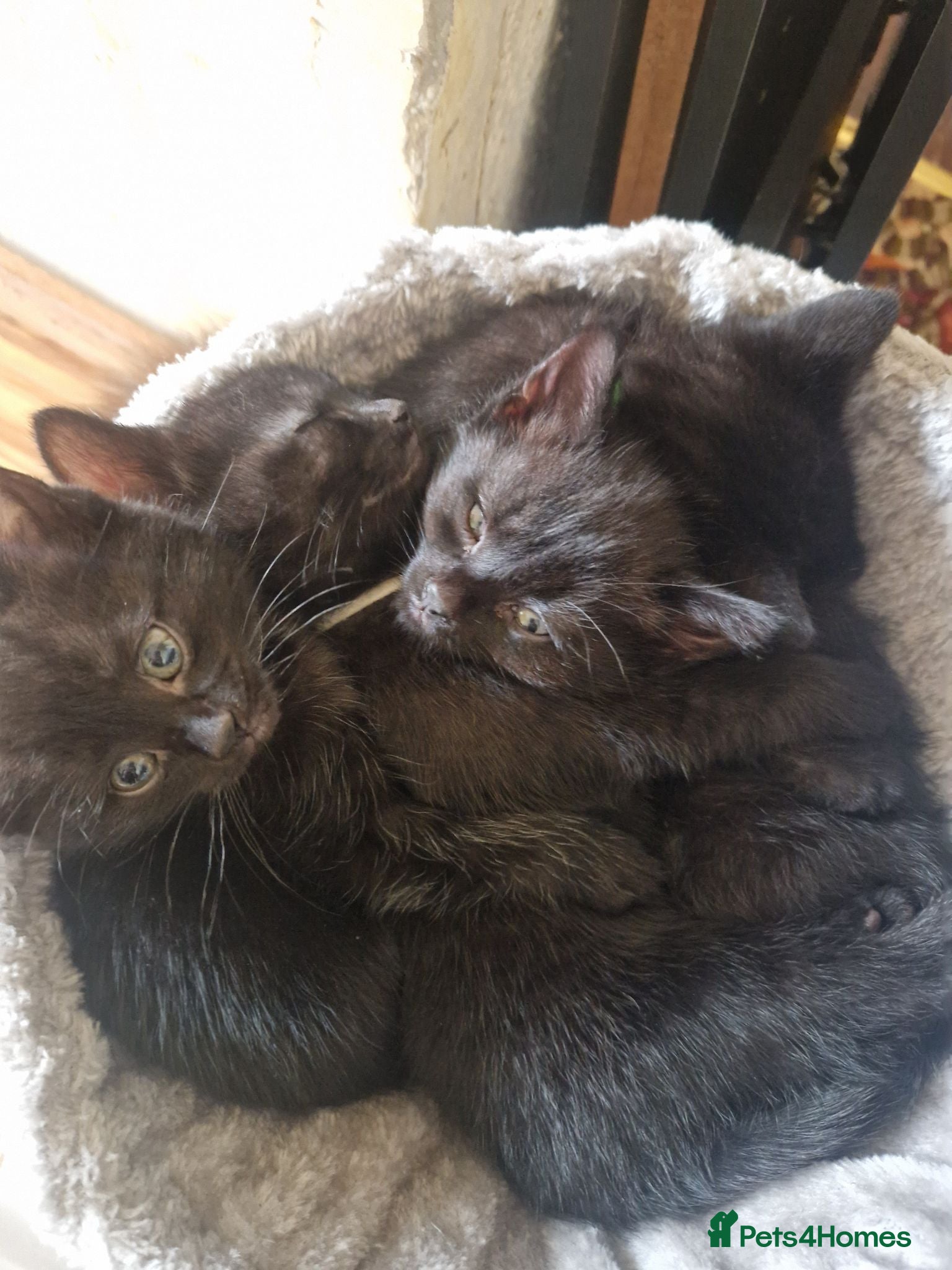 Mixed Breed cats Four kittens for sale. - Advert 3