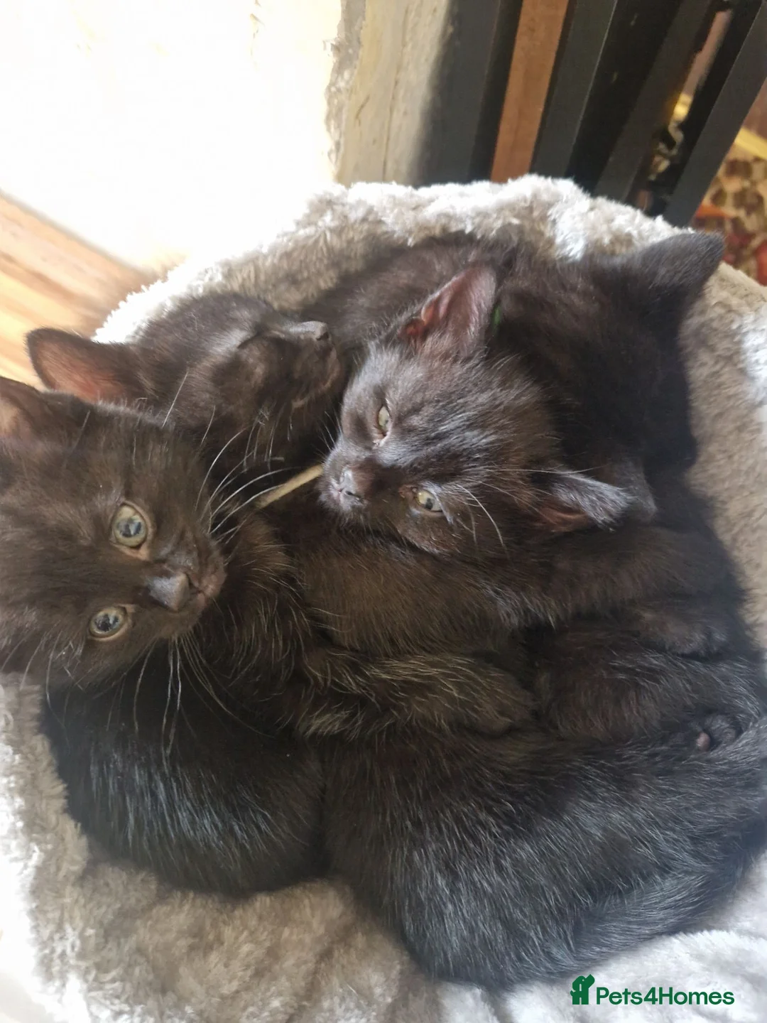 Mixed Breed cats for sale: Four kittens for sale. in Blackpool - Advert 1