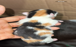 Norwegian Forest Cat cats for sale: Kittens for sale  - Image 20