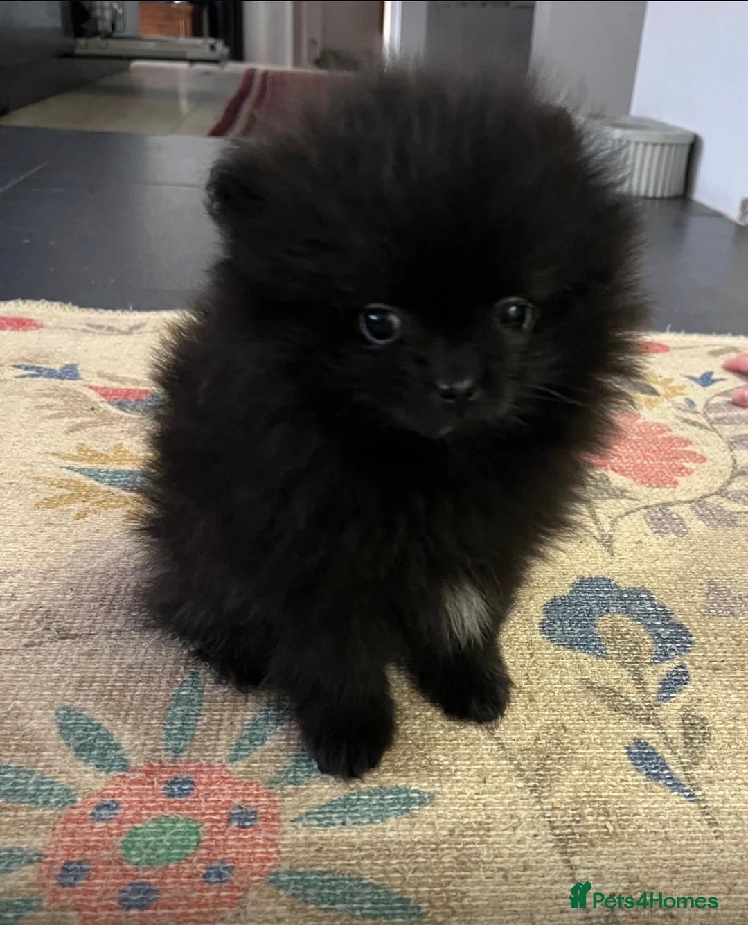 Pomeranian dogs for sale: 🐾 Adorable Teddy Pomeranian Puppies  🐾 - Advert 7