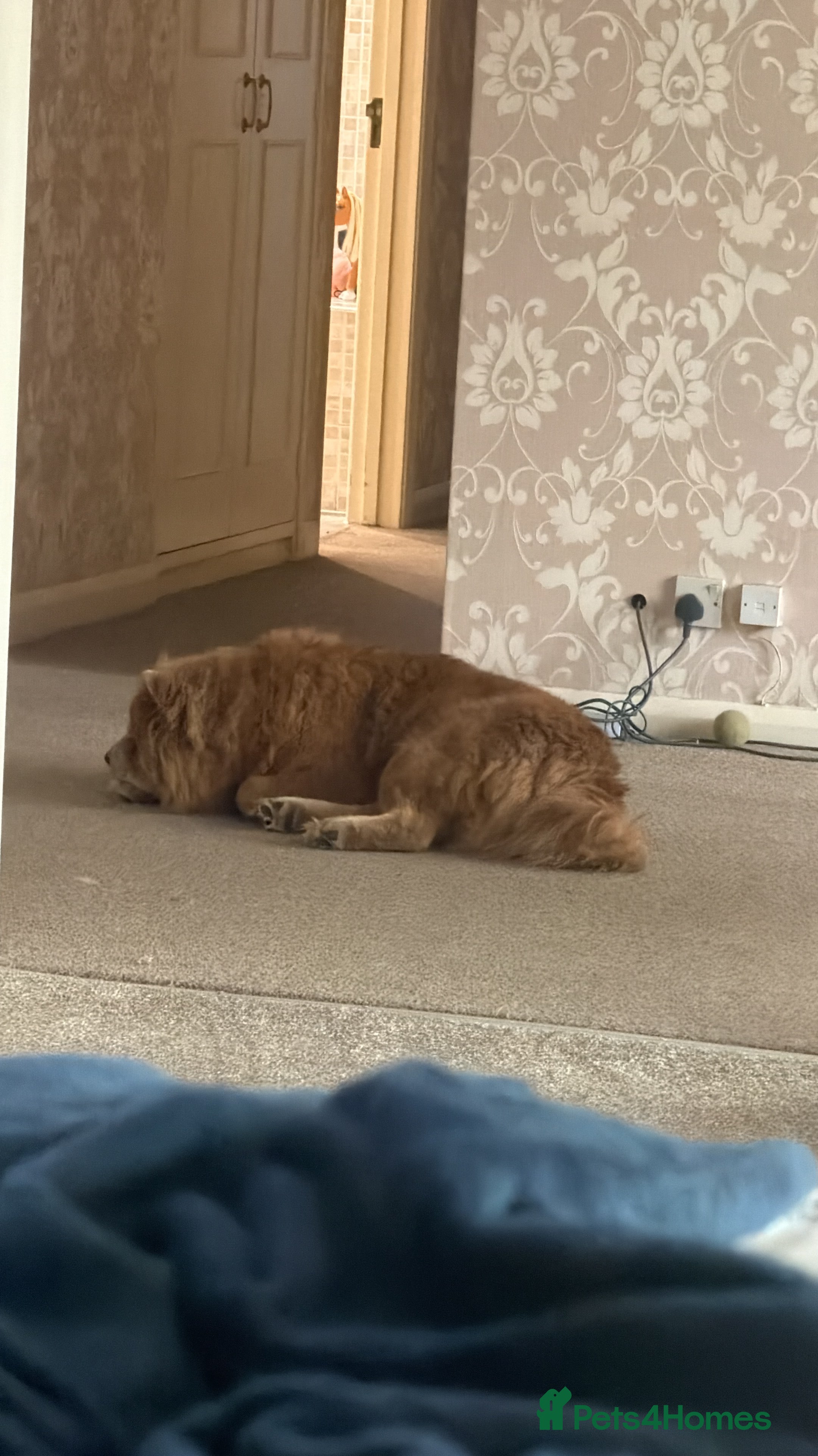 Chow Chow dogs With a heavy heart rehome  - Advert 2