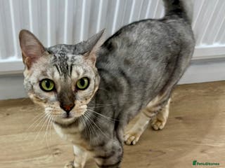 Bengal cats 🤍 BEAUTIFUL BENGAL SEEKS FOREVER HOME 🤍 - Advert 14