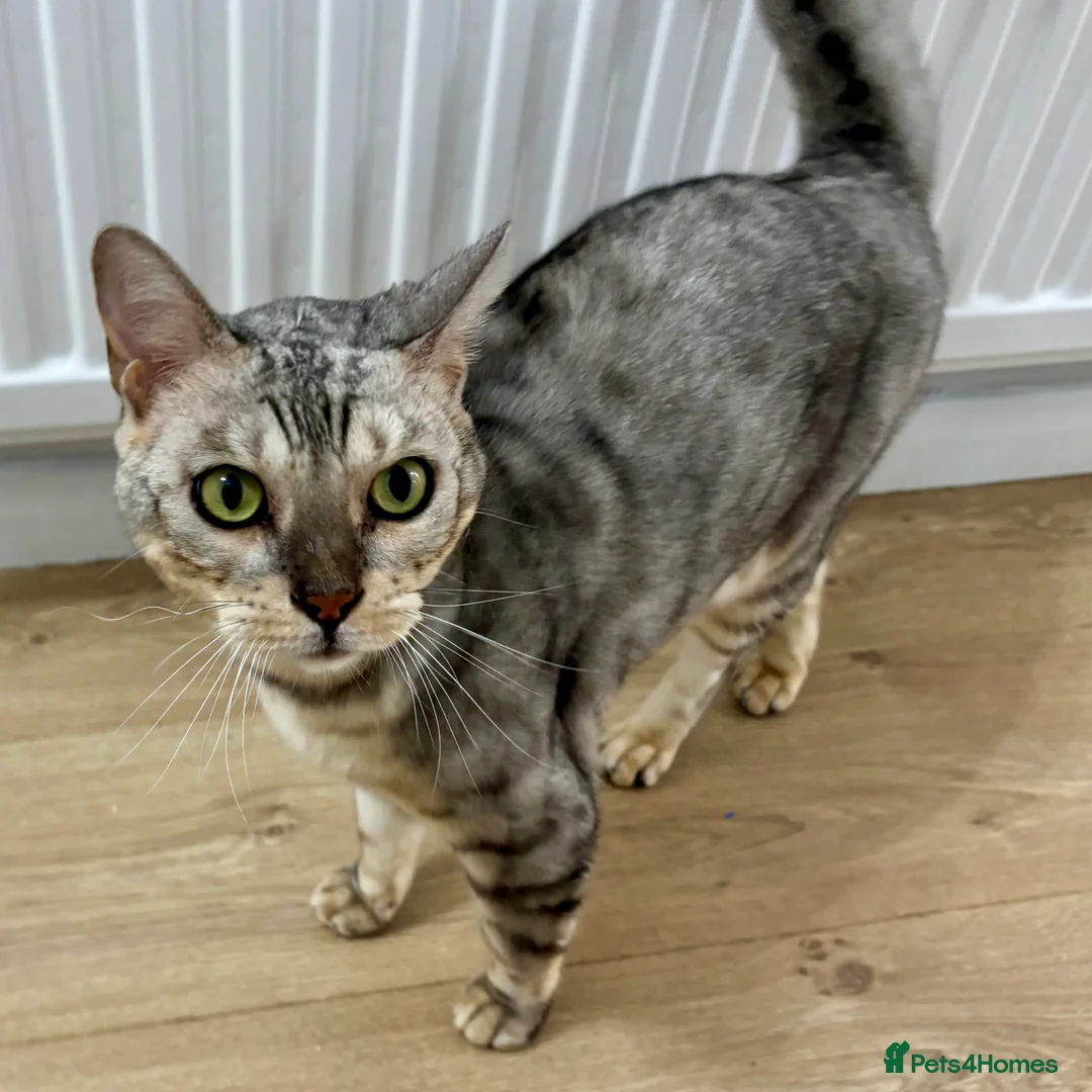 Bengal cats for sale: BEAUTIFUL BENGAL SEEKS FOREVER HOME 🤍 - Advert 1