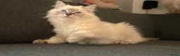 Ragdoll cats for sale: Beautiful GCCF Registered Ragdoll Kittens in Helensburgh - Advert 7