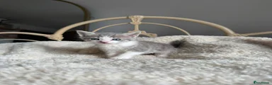 British Shorthair 5