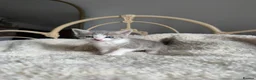 British Shorthair cats for sale: Beautiful litter or British shorthair x kittens   - Advert 23