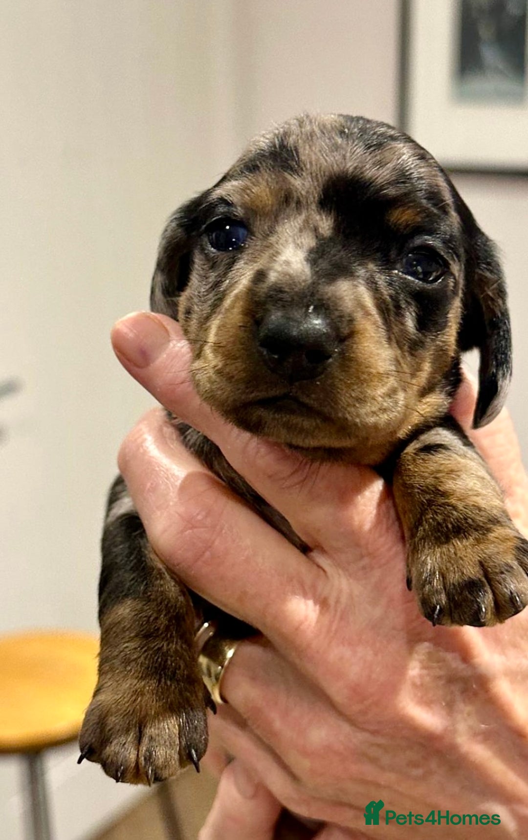 Miniature Dachshund dogs for sale: Miniature Kc registered dachshunds PRA clear  - Advert 13