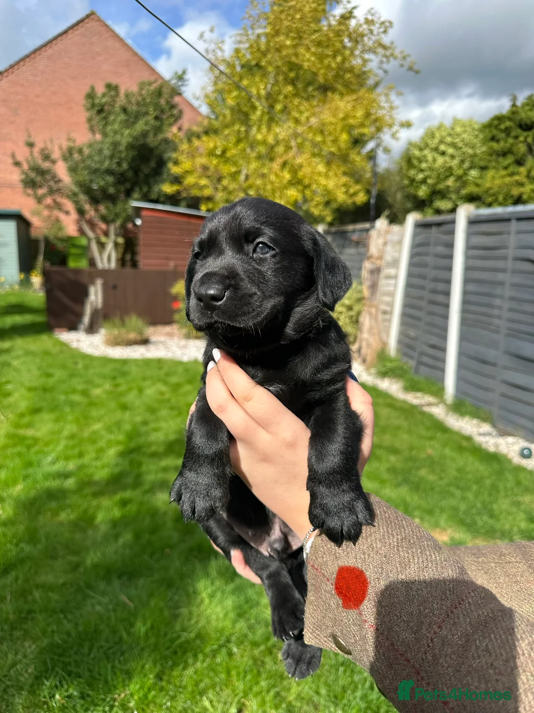 Labrador Retriever dogs for sale: FTCH sired black litter ready for homes May - Advert 27