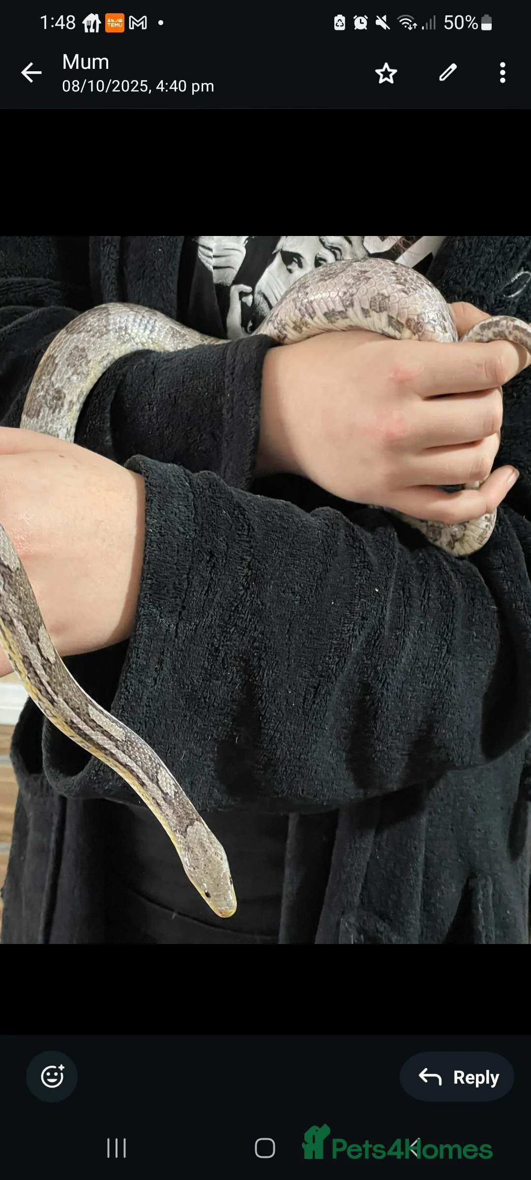 Corn Snake reptiles for sale: Ghost cornsnake for rehoming  - Advert 2