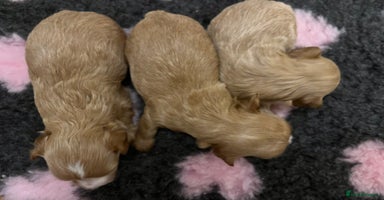 Maltipoo dogs - Advert 11
