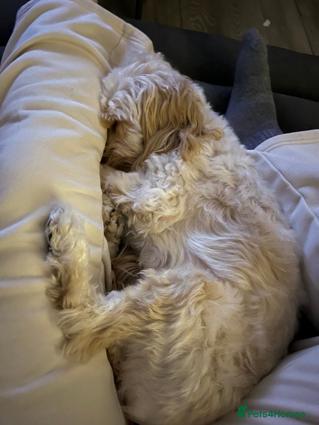 Cockapoo dogs for sale: New home needed for Priya  - Image 4