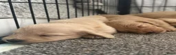 Miniature Dachshund dogs for sale: Cream long haired dachshund  - Advert 10