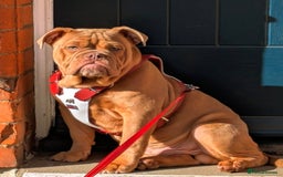 Mixed Breed dogs for sale: Old English / English bulldog mix - Image 1