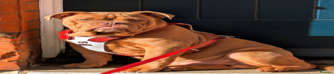 Jaxx ( english/old english bulldog  )