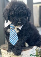 Mixed Breed dogs F1B SAINTBERNADOODLE FULL VET CHECKED ALL HEALTHY - Advert 11