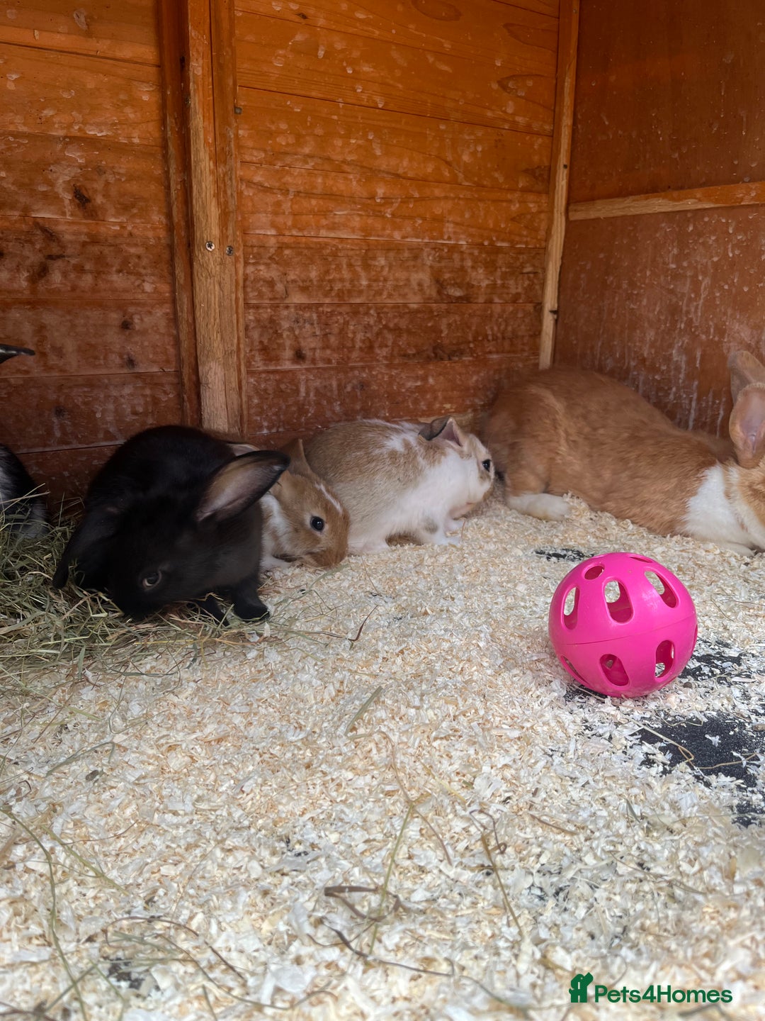 Mixed Breed rabbits for sale: Bunnies looking for a forever home! - Image 2