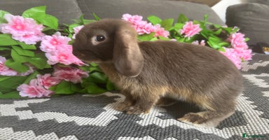 Mini Lop rabbits - Advert 6