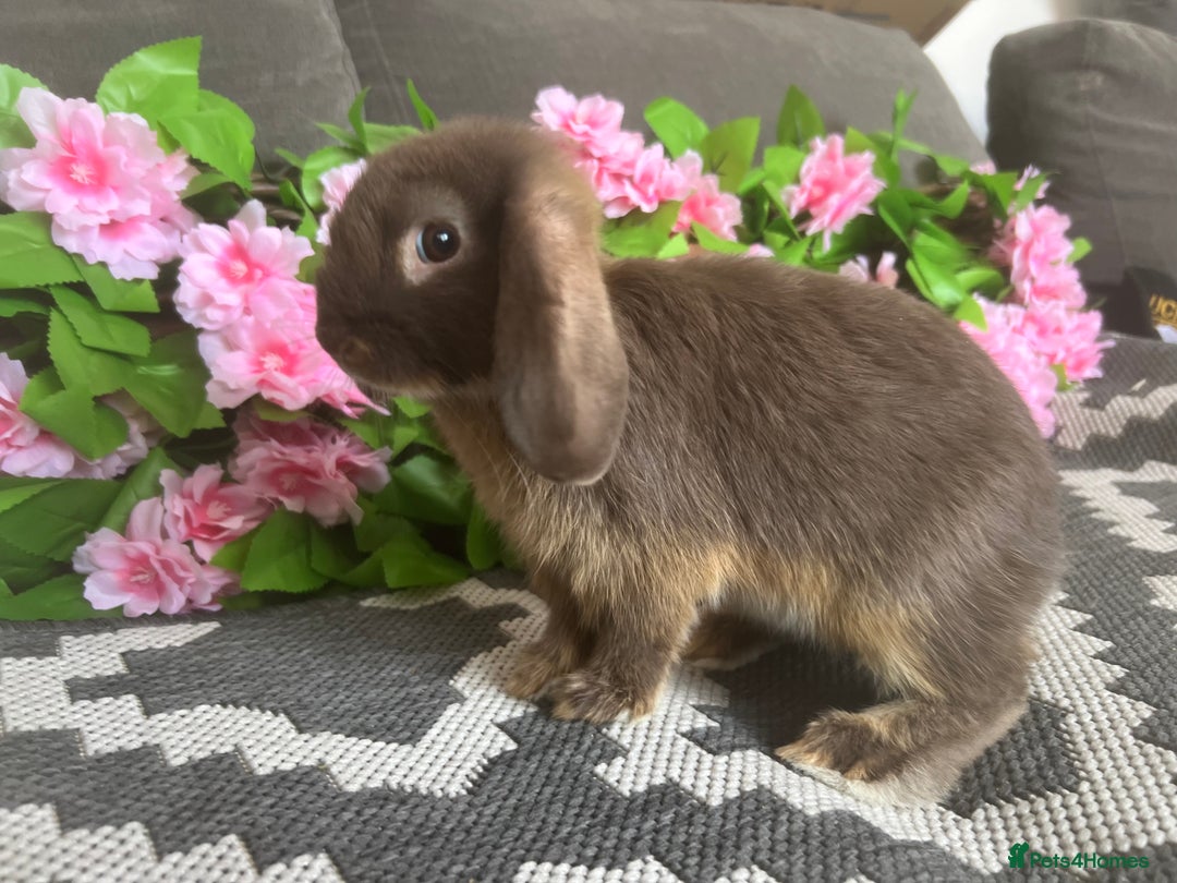 Mini Lop rabbits for sale: READY TO GO! Mini Lop Boys (2 Left) - Image 2