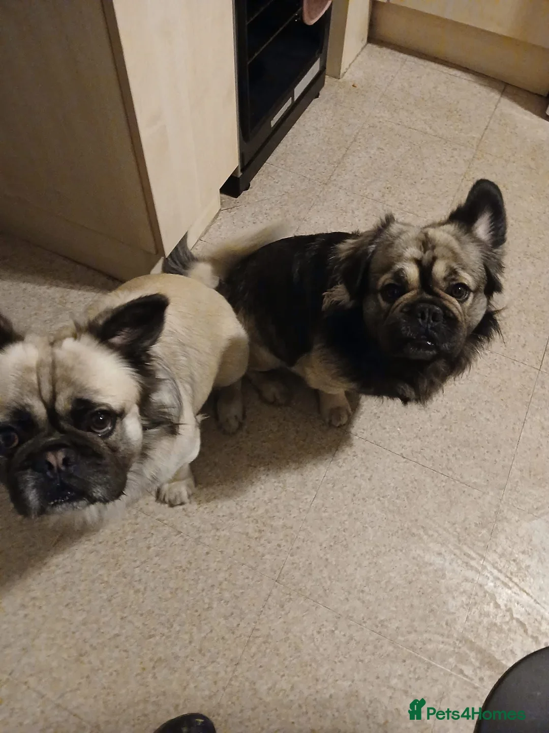 Mixed Breed dogs for sale: Gizmo - Advert 6