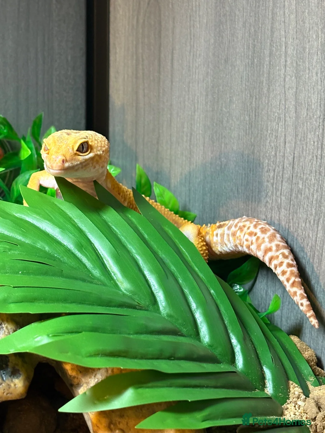 Leopard Gecko reptiles for sale: Leopard gecko and set up  - Advert 4