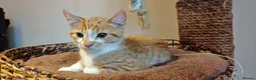 Mixed Breed cats for sale: Ginger-and-white boys and one Clico girl - Advert 34