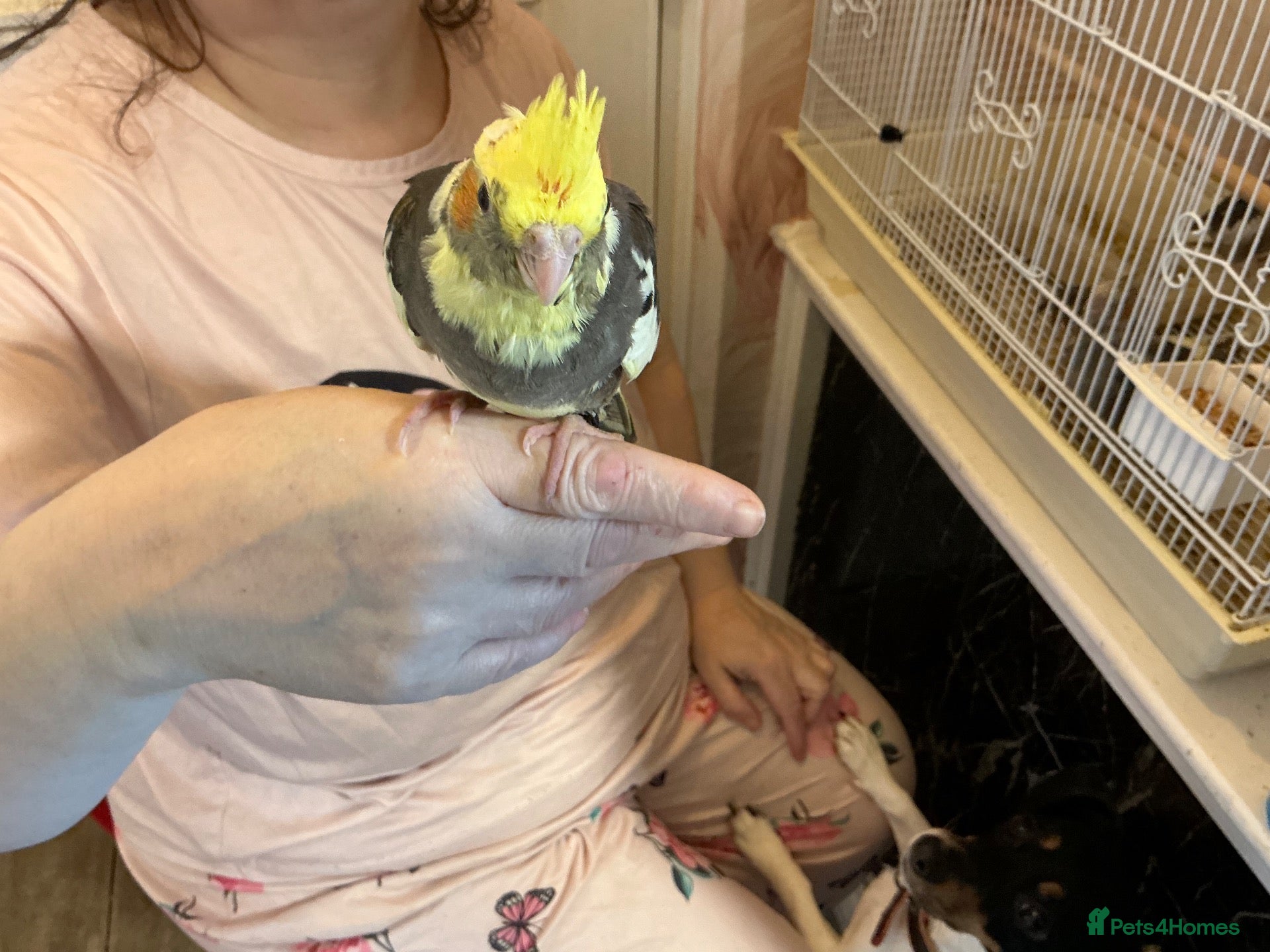 Cockatiels birds Hand tame cockatiels - Advert 4