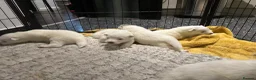 Samoyed dogs for sale:     Adorable Samoyed Puppies Looking for 5★ Homes - Advert 2
