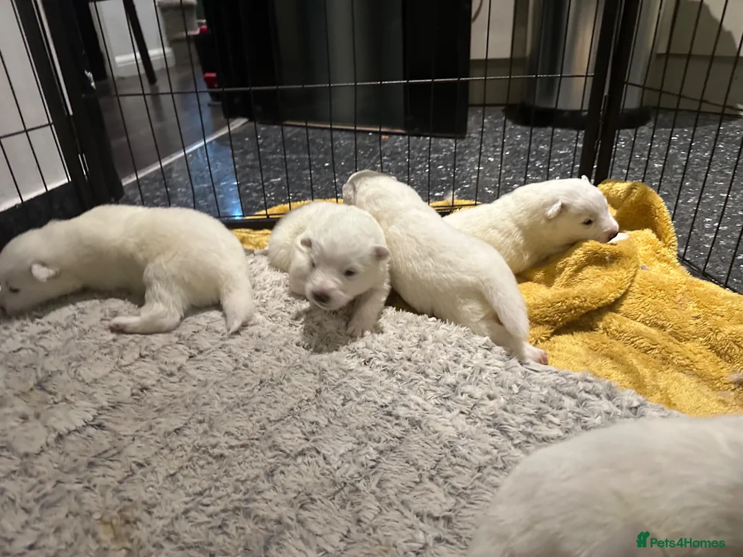 Samoyed dogs for sale:     Adorable Samoyed Puppies Looking for 5★ Homes - Advert 2
