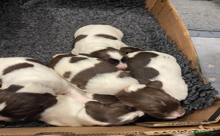 English Springer Spaniel dogs - Advert 4