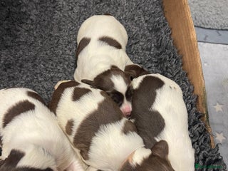 English Springer Spaniel dogs - Advert 9