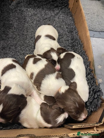 English Springer Spaniel dogs - Advert 11