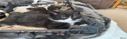 Mixed Breed cats for sale: Kittens for sale - Advert 6